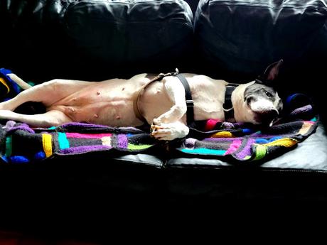 Boulettes de lupin à l'indienne