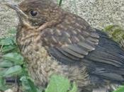 p’tit jeune dans garden