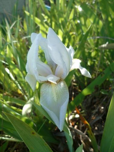 IRIS 170418 P1070108 (1836 x 2448).jpg