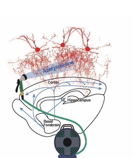 Un composé chimique, le neurotransmetteur acétylcholine, libéré par les cellules modulatrices initie la ramification des axones (Visuel Hiroki Taniguchi and André Steinecke) Un composé chimique, le neurotransmetteur acétylcholine, libéré par les cellules modulatrices initie la ramification des axones (Visuel Hiroki Taniguchi and André Steinecke)