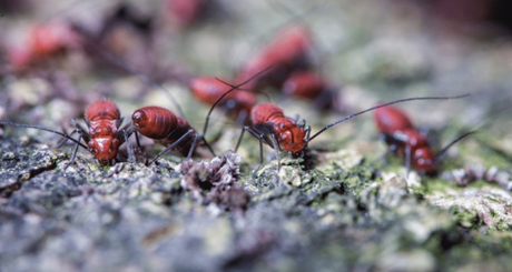 Astuces pour lutter contre l'invasion des fourmis dans votre jardin