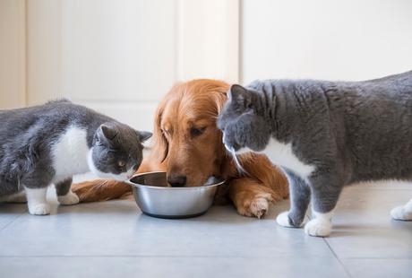 Les avantages de l’alimentation sans céréales pour vos animaux de compagnie
