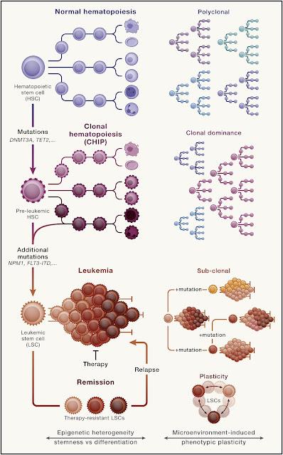 #Cell #cancer #cellulessouches #hématopoïèse Cellules souches cancéreuses : le voyage aventureux des cellules souches hématopoïétiques aux cellules souches leucémiques