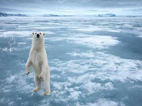 Divers - Les Merveilles du Gel - 2