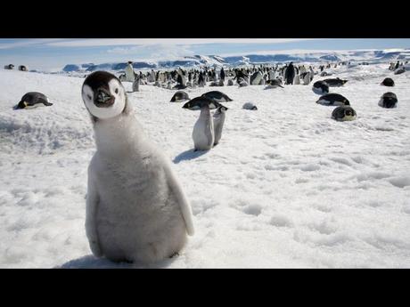 Divers - Les Merveilles du Gel - 2