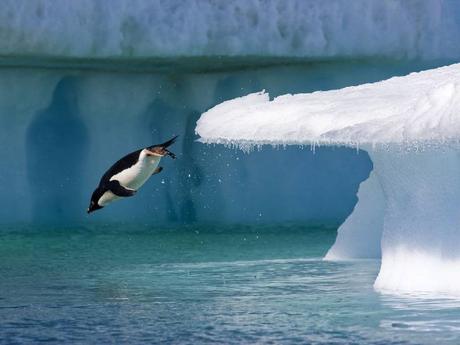 Divers - Les Merveilles du Gel - 2