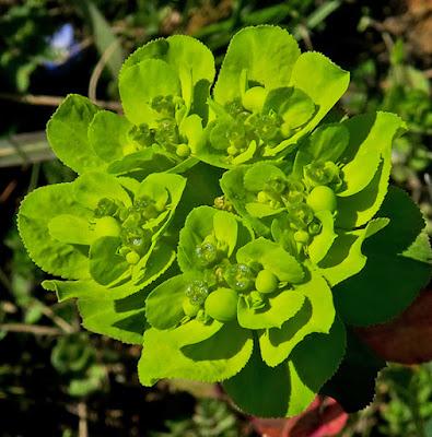 Euphorbe réveil-matin (Euphorbia helioscopa)
