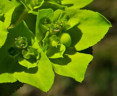 Euphorbe réveil-matin (Euphorbia helioscopa)