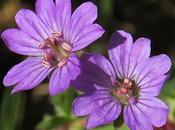 Géranium (Geranium molle)