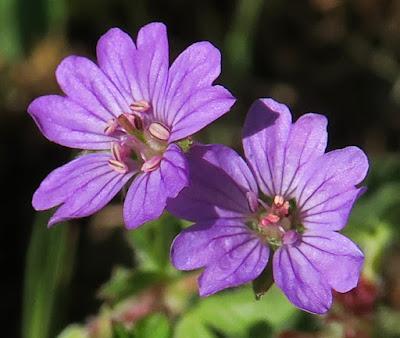 Géranium mou (Geranium molle)