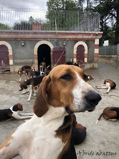 Une tulipe est baptisée Château de Cheverny