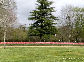 Une tulipe est baptisée Château de Cheverny