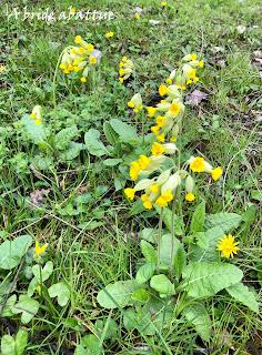 Une tulipe est baptisée Château de Cheverny