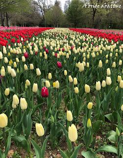 Une tulipe est baptisée Château de Cheverny