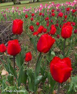 Une tulipe est baptisée Château de Cheverny