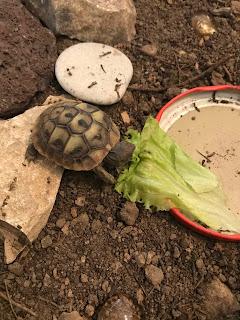 Et maintenant, la tortue...