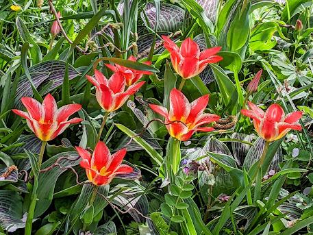 Floraisons pascales au jardin botanique de Munich - 14 photos / Bilder - Osterblumen im Botanischen Garten in München