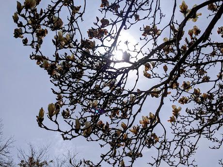 Floraisons pascales au jardin botanique de Munich - 14 photos / Bilder - Osterblumen im Botanischen Garten in München