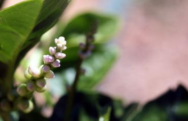 Malabar_spinach_flower_fleur_basell