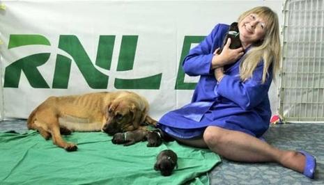 La Corée du Sud clone des chiens pour les particuliers