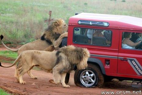 Safari photo dangereux