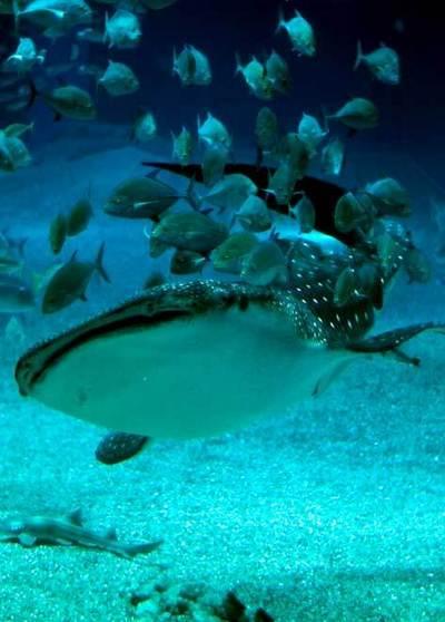 Blog de carlitablog : Tendance et Rêverie, Les 1001 ... qu'il faut avoir ... dans sa vie.