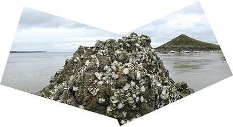 Les huîtres collées aux rochers à Plouha