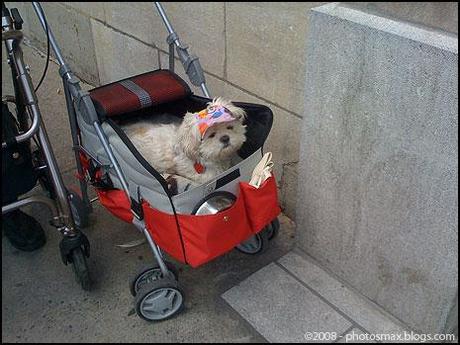 Chienpoussette Chienpoussette