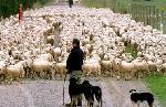 huit moutons par habitant