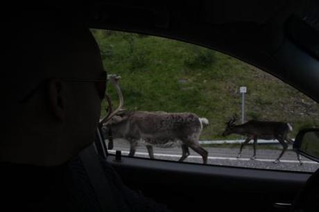 En route vers Tromso: une traversée animale…