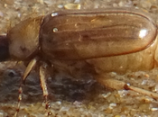 hanneton Saint-Jean jour Pâques