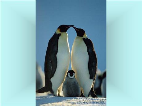 Divers - Le plus beau métier du Monde - 2