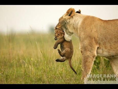 Divers - Le plus beau métier du Monde - 2