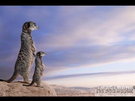 Divers - Le plus beau métier du Monde - 2