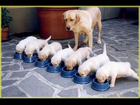 Divers - Le plus beau métier du Monde - 2