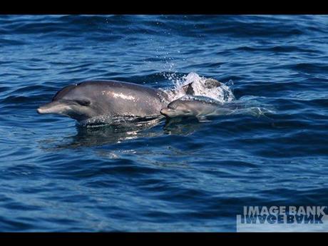 Divers - Le plus beau métier du Monde - 2