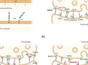 #trendsinneurosciences #signalisation #ectodomaine #synapse Signalisation intercellulaire excrétion d'ectodomaine niveau synapse