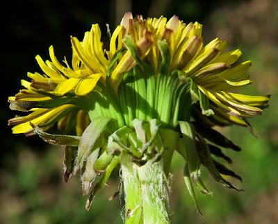 Pissenlit (Taraxacum sp.) fleur fasciée
