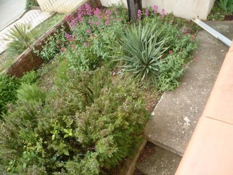 jardin,jardinnage,loisirs,plantes,lilas,fleurs