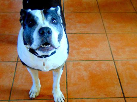 Nouilles au chou rapido Nouilles au chou rapido