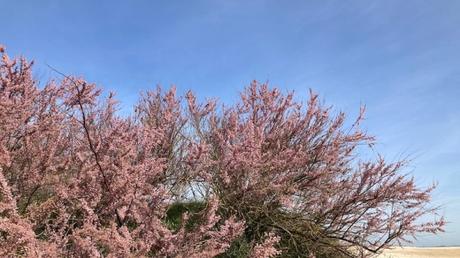 Une île couleur « vieux rose »