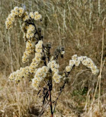 Solidage glabre (Solidago gigantea)