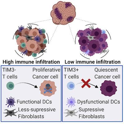 #Cell #cellulecancéreuse #lymphocyteT #nicheimmunosuppressive Les cellules cancéreuses quiescentes résistent à l'attaque des lymphocytes T en formant une niche immunosuppressive
