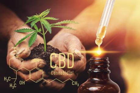 L’huile de CBD est extraite des fleurs de chanvre et ne cesse de gagner en popularité au fil des années (Visuel greeneo.com) L’huile de CBD est extraite des fleurs de chanvre et ne cesse de gagner en popularité au fil des années (Visuel greeneo.com)