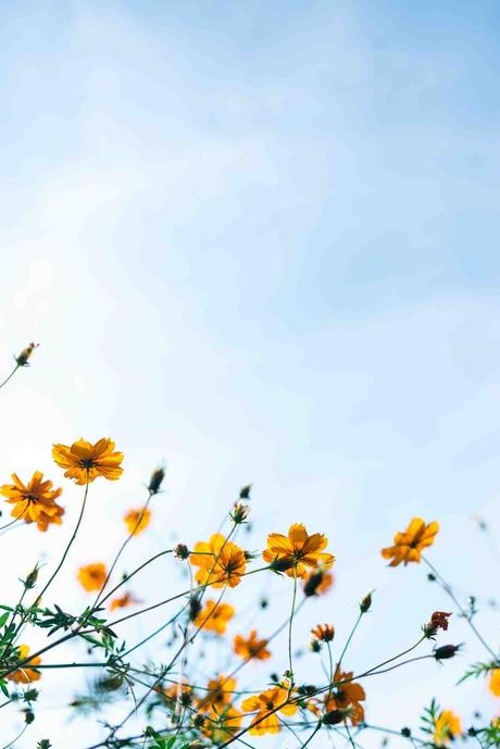 Comment installer VaxiCode sur iPhone ?