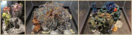 Signification et transformation des coraux