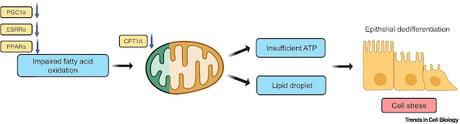 #trendsincellbiology #maladierénale #dysfonctionnementmitochondrial Le rôle multiforme du dysfonctionnement mitochondrial des tubules rénaux dans le développement de la maladie rénale