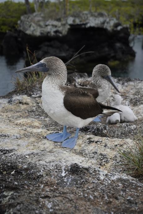 Destination de rêve : les Galapagos, entre animaux et paradis au nom de Finch Bay