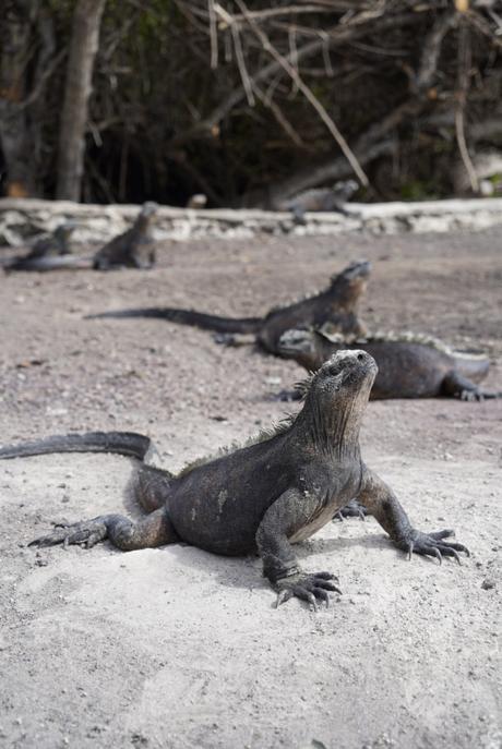 Destination de rêve : les Galapagos, entre animaux et paradis au nom de Finch Bay
