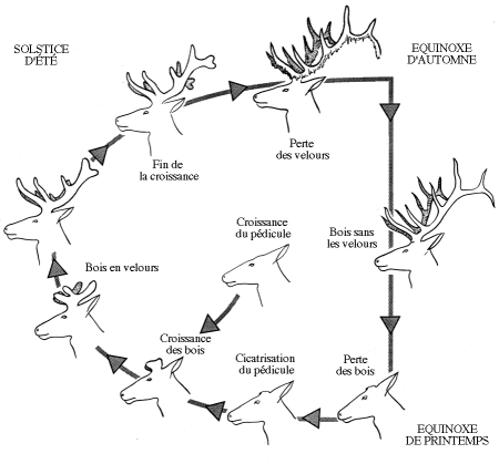 Cycle-de-croissance-des-bois-de-Cerf-Adapte-de-Haigh-et-Hudson-1993
